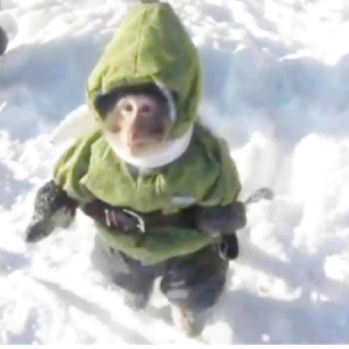 Monkey